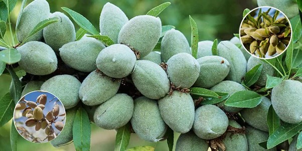 فروش نهال گردو و بادام گلدانی در نهالستان غرب نهال آغاز شد 3