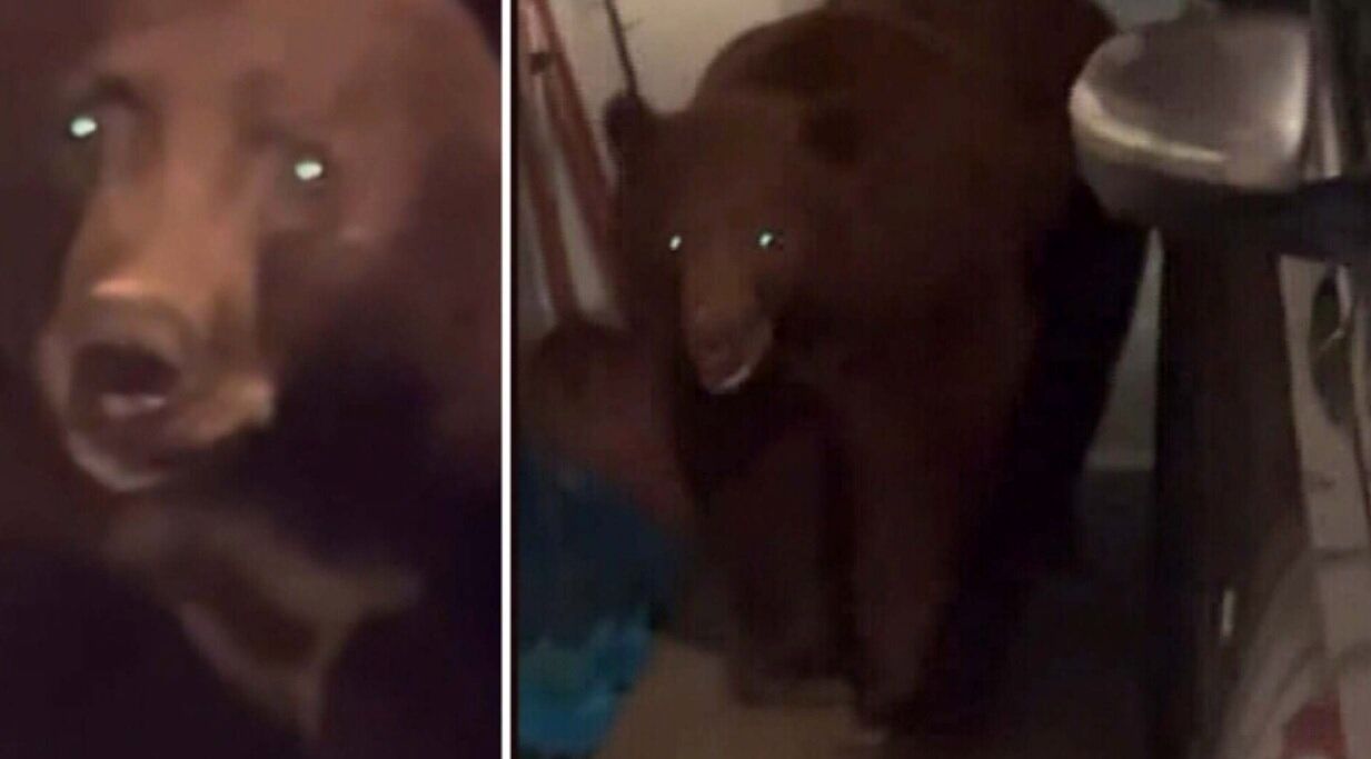 یک خرس سیاه مهمان ناخوانده زوج کالیفرنیایی/ عکس