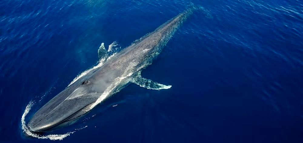 10 حقیقت جالب توجه درباره بزرگ‌ترین حیوان روی سیاره زمین - نهنگ آبی
