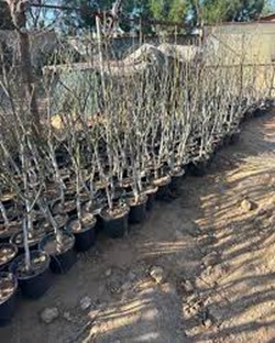 عرضه پنج میلیون اصله نهال یارانه ای به باغداران و کشاورزانی که زمین خالی دارند 3