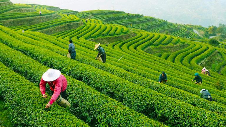 حمله به ۳۸ کارگر فصلی ایرانی در ترکیه؛ ضرب‌وشتم به جای پرداخت دستمزد