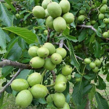 برداشت 8 تن گردو کاغذی در هکتار با کاشت نهال گردو پیوندی 3