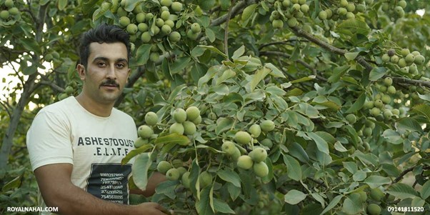 جهشی بزرگ در توسعه صنعت باغداری با نهال گردو ژنوتیپ 5