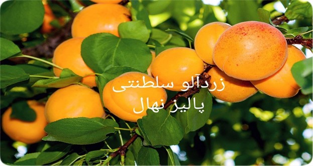 بازار آریا