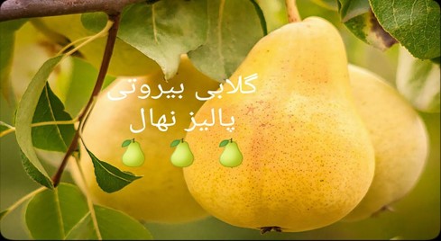 بازار آریا