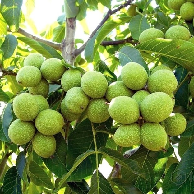 فرصت کشت پاییزه نهال را از دست ندهید؛ خرید نهال گردو، پسته، میوه های پایه خارجی و... با تضمین گیرایی صدرصدی از نهالستان یاسین نهال 2