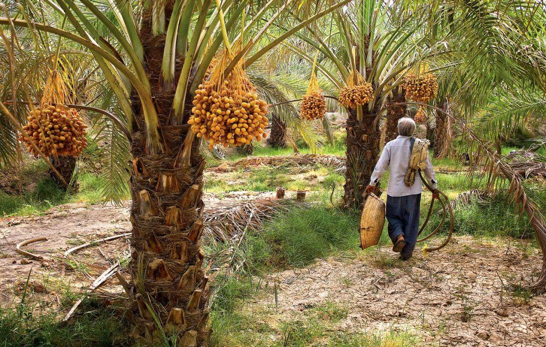 خرما؛ محصول راهبردی هرمزگان