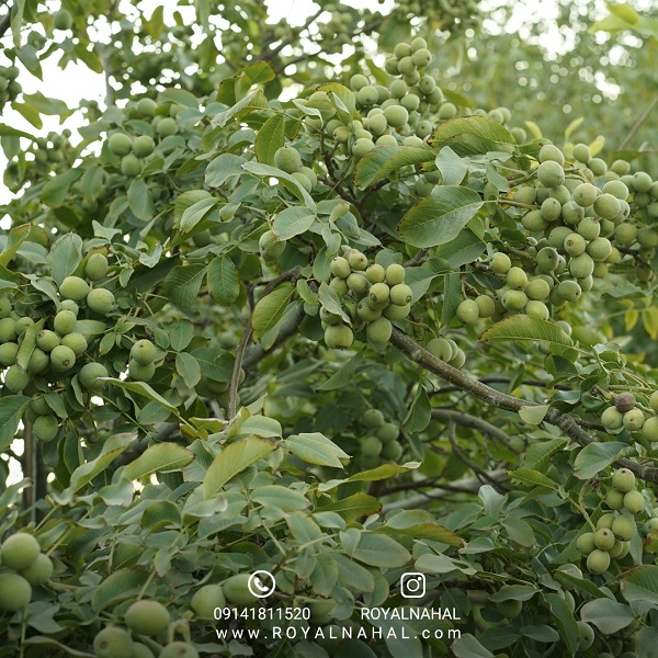 با رویال نهال و ژنوتیپ رویال، باغی پرمحصول درآمدهای کلان در یک قدمی شماست