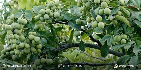 نتیجه گیری در مورد خرید نهال گردو