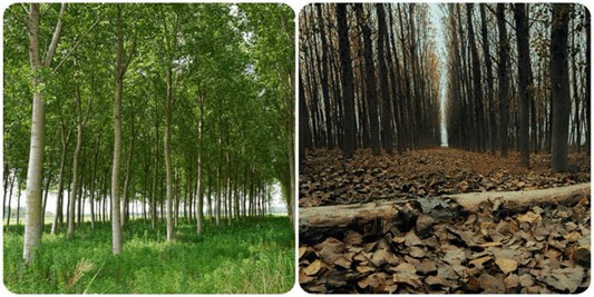 سود خالص 30 میلیاردی با کاشت نهال صنوبر، کمترین ریسک و بیشترین درآمد 3