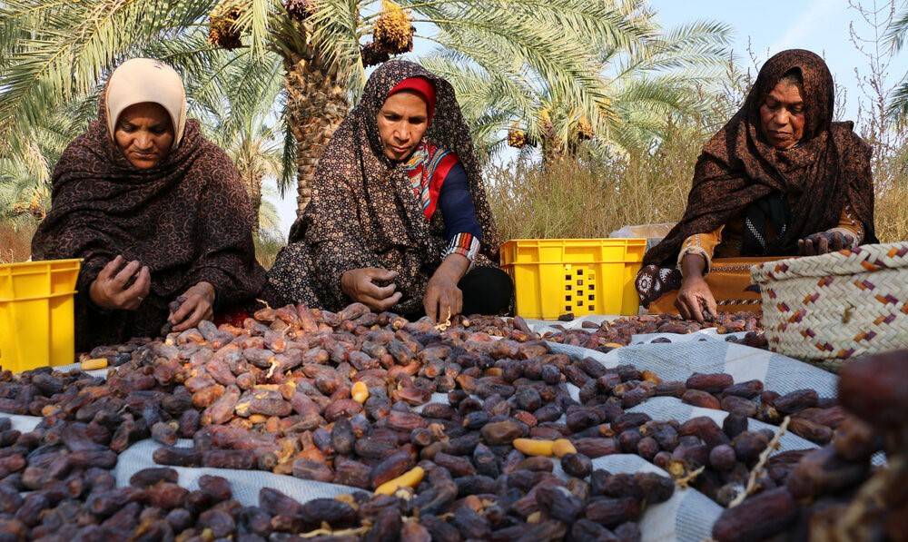 شفافسازی ارزش صادراتی خرمای پیارم