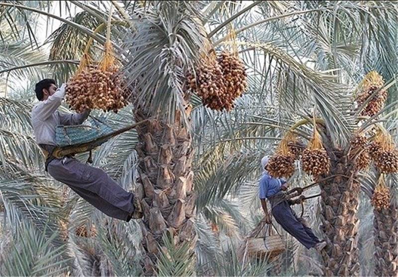پیشبینی تولید ۲۰۰ هزار تن خرما در هرمزگان
