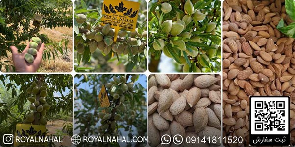کاشت نهال بادام مقاوم به کم آبی، راهی نوین برای باغداری در خشکسالی 4