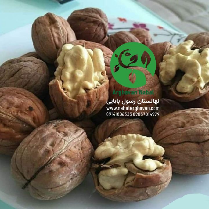 گردو ژنوتیپ 9 کانادایی