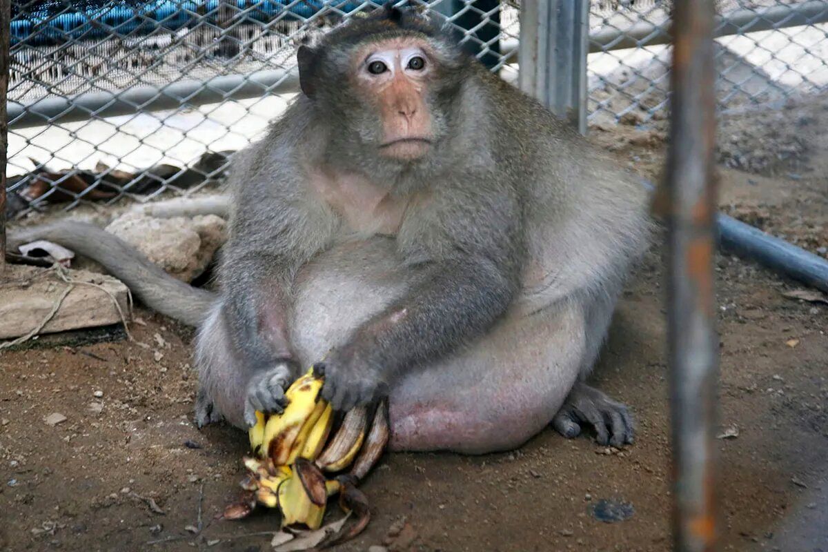 میمونی که سه برابر همنوعانش وزن داشت/ چاقی مختص انسان نیست/ عکس