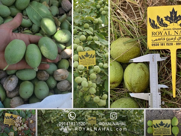 خرید ژنوتیپ رویال اصل از تولید کننده انحصاری و اختصاصی آن ( رویال نهال)