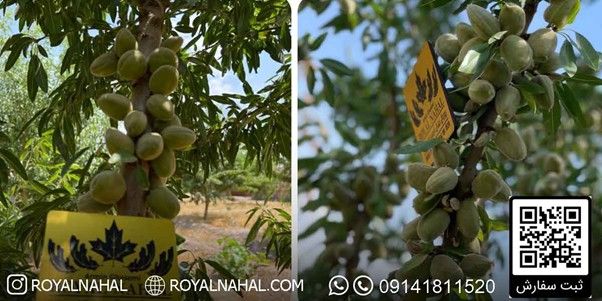 کاشت نهال بادام مقاوم به کم آبی، راهی نوین برای باغداری در خشکسالی 3
