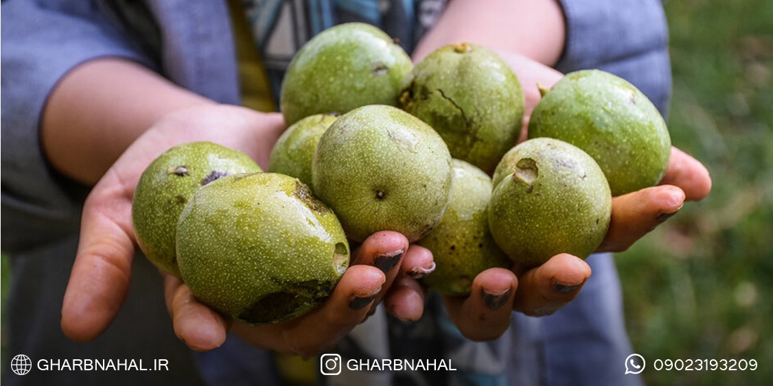 زمان مناسب برای خرید و کاشت نهال گردو