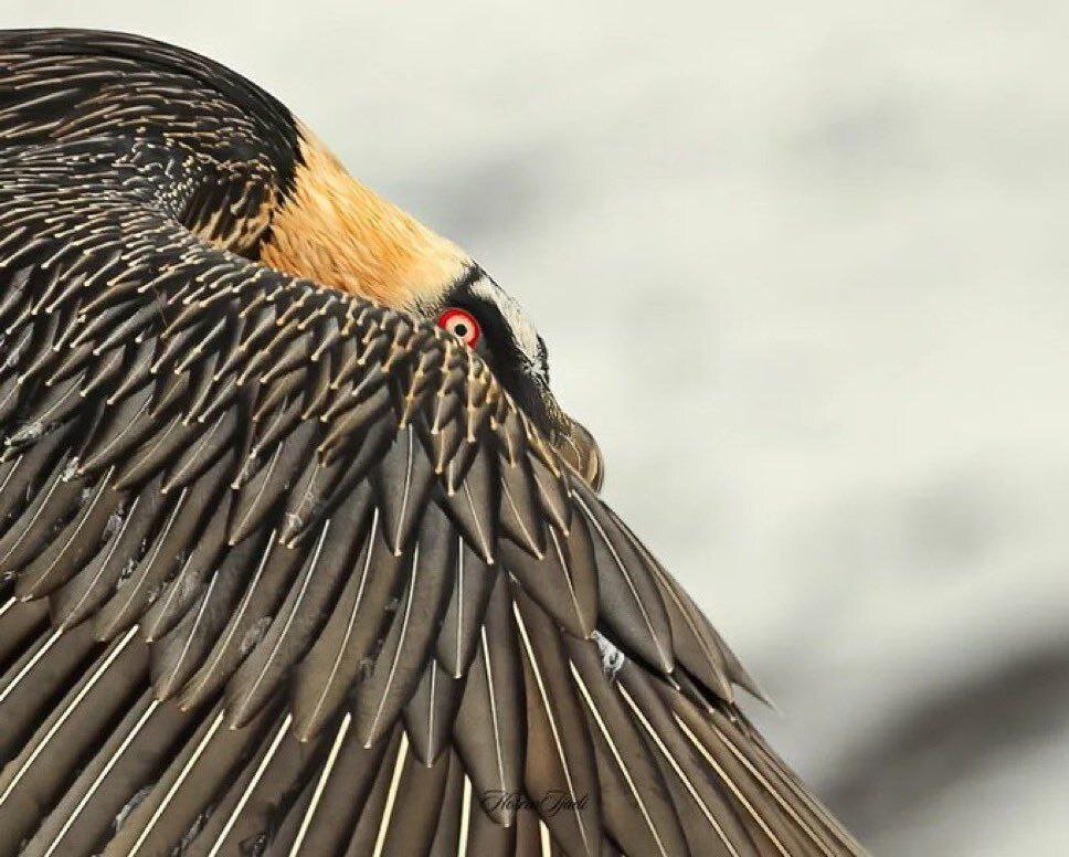 تصویر فوق العاده زیبا از همای سعادت در الموت + عکس 2