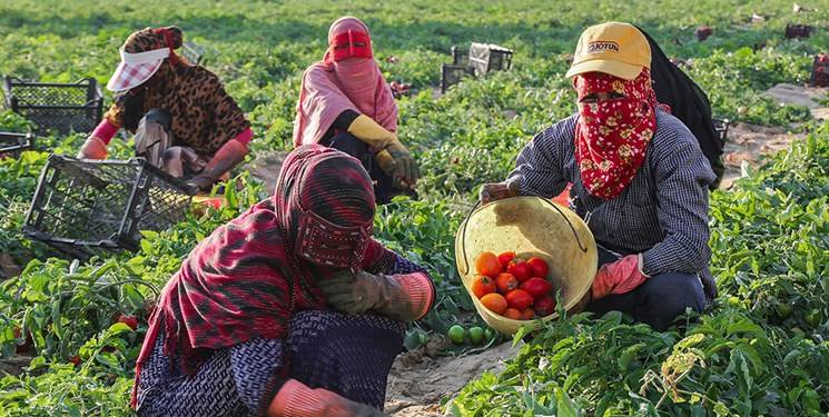 بهرهوری؛ اولویت کشاورزی هرمزگان