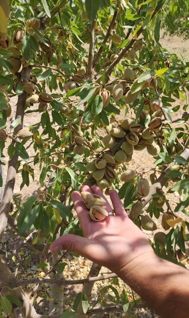 فرصت کشت پاییزه نهال را از دست ندهید؛ خرید نهال گردو، پسته، میوه های پایه خارجی و... با تضمین گیرایی صدرصدی از نهالستان یاسین نهال 3