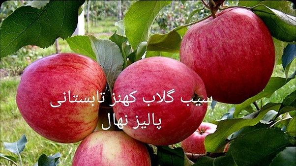 بازار آریا