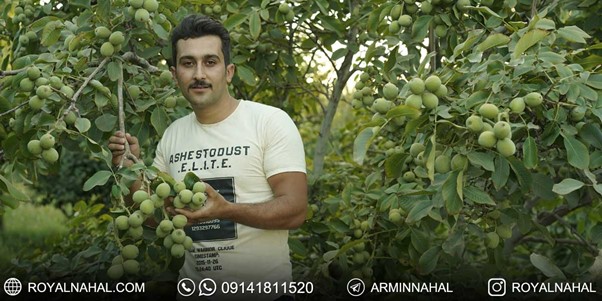 جهشی بزرگ در توسعه صنعت باغداری با نهال گردو ژنوتیپ 2