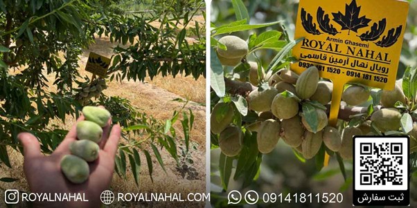 کاشت نهال بادام مقاوم به کم آبی، راهی نوین برای باغداری در خشکسالی 2