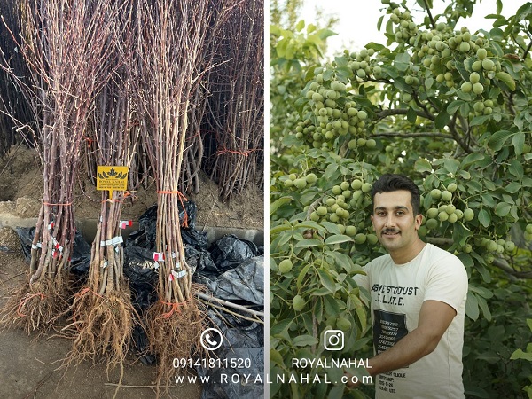 با ژنوتیپ رویال خودبارور، بالاترین تراکم کاشت و راندمان تولید را تجربه کنید