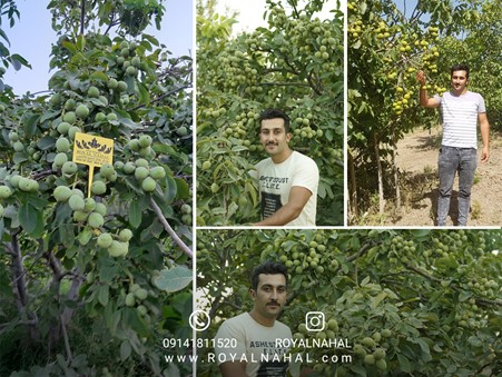 کسب درآمد دلاری از گردو ژنوتیپ ، با ارتقاء باردهی باغات از ۴ تن به ۱۰ تن محصول