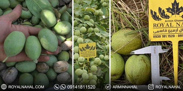 درآمد میلیاردی با احداث باغ گردو ژنوتیپ تیپ 7 (طلای سبز ایران)،(متناسب با اقلیم‌های کلیدی ایران) 2