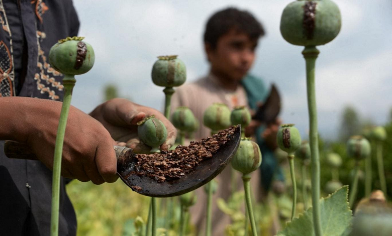 کشت خشخاش با دادن یک پیامک متوقف میشود؟