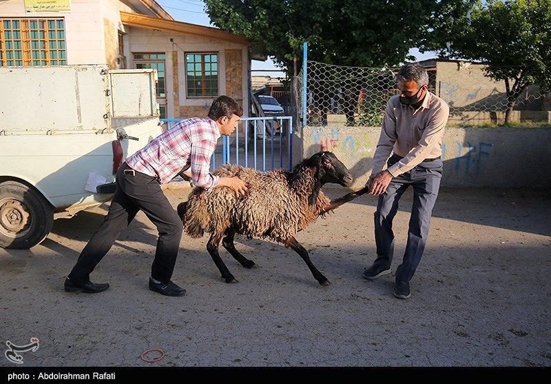 عکس‌های عجیب از چند گوسفند برای ذبح شدن در عید قربان