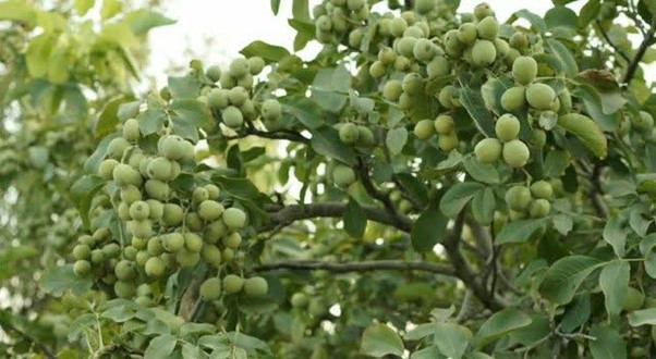 فروش نهال گردو و بادام گلدانی در نهالستان غرب نهال آغاز شد 2