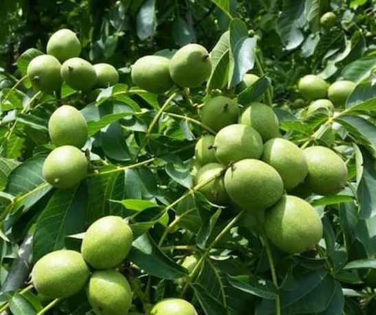 چرا برای میلیاردر شدن از باغداری، باید گردو ژنوتیپ رویال را انتخاب کرد؟؟؟ 2