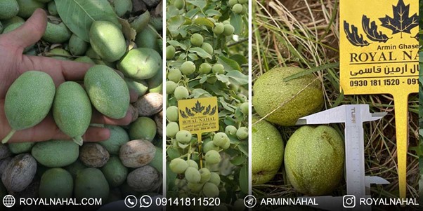 جهشی بزرگ در توسعه صنعت باغداری با نهال گردو ژنوتیپ 4