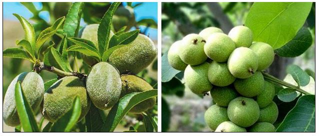 خرید نهال بادام و گردو راهی مطمئن برای درآمد میلیاردی از باغات 3