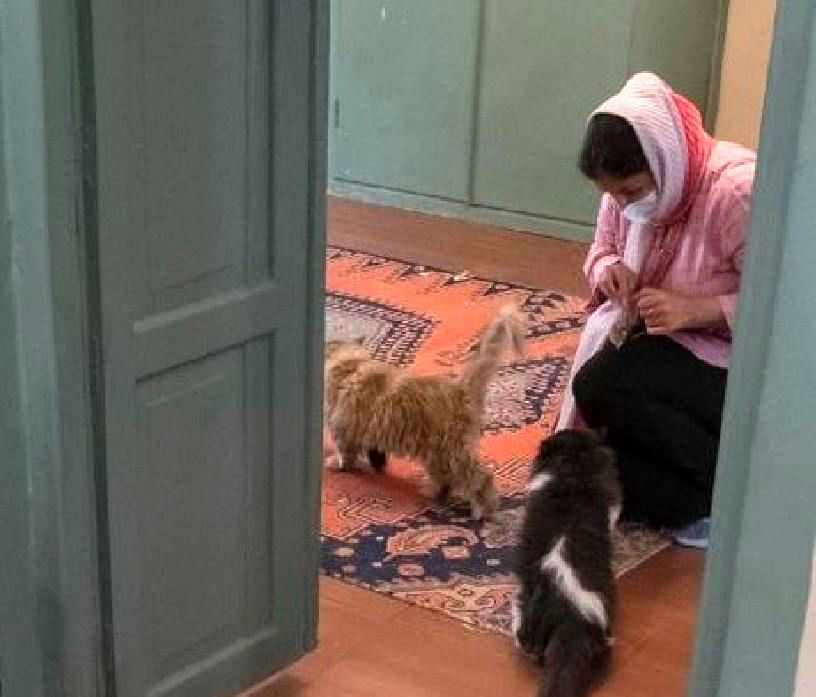 موزه گربه ایرانی دوباره پلمب شد!