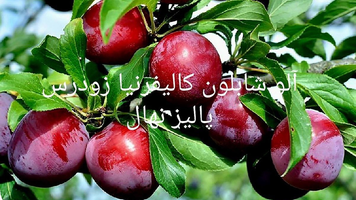 بازار آریا