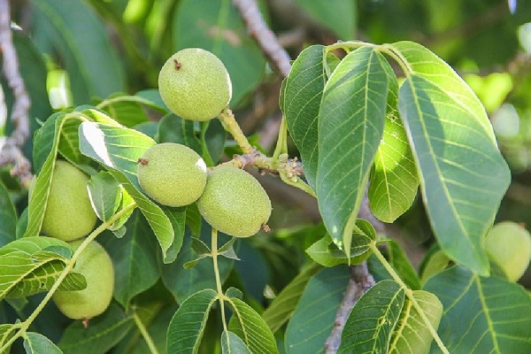 با خرید ارقام خارجی گردو به ثروت باورنکردنی برسید! 2