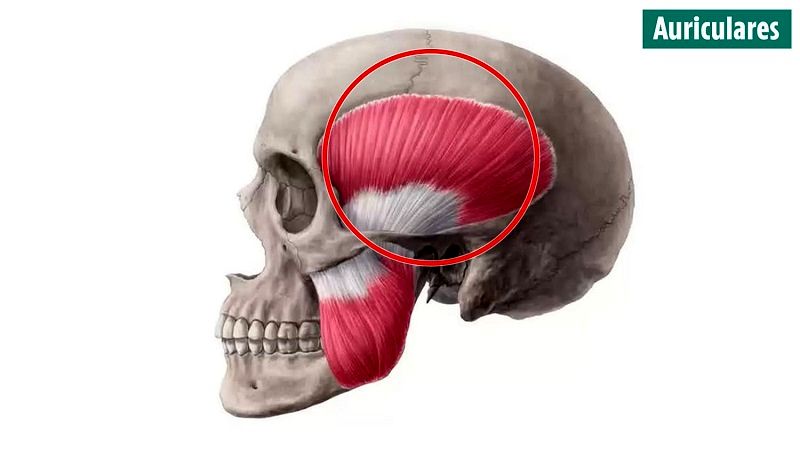 10 عضو بدن که از وجودشان بی‌خبر بودید را بشناسید + عکس 4