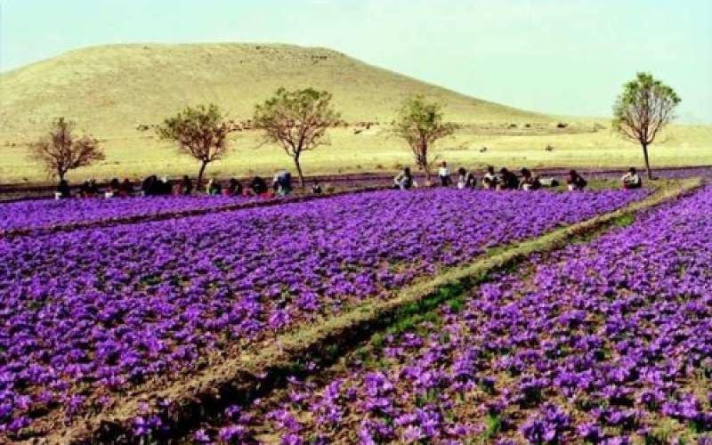 زمستان در قلب «سرزمین طلای سرخ» 6