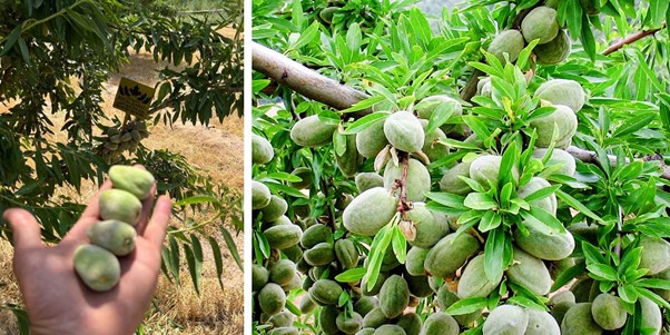 پربارترین ارقام بادام دیرگل؛ انتخابی اقتصادی برای باغدارن مناطق خشک و کم آب 3
