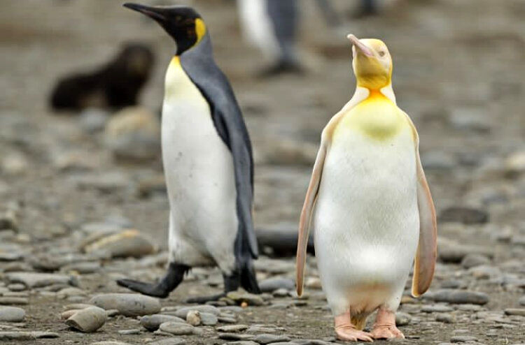 عجیب اما واقعی؛ این پنگوئن زرد است!/ عکس