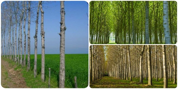 فروش ویژه نهال صنوبر نیگرا ترک اصله ای 8 هزار تومان فقط تا پایان آبان ماه 2