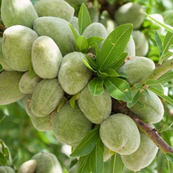 چگونه با خرید و کاشت نهال بادام در کوتاه‌ترین زمان به درآمد برسیم 3