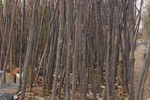 عرضه پنج میلیون اصله نهال یارانه ای به باغداران و کشاورزانی که زمین خالی دارند 2