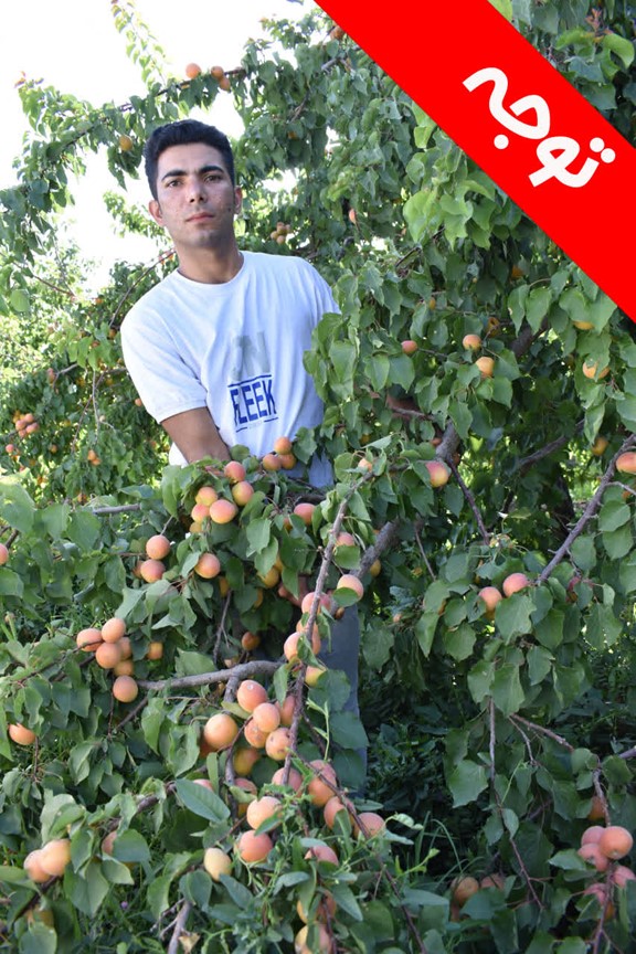 جشنواره فروش ویژه نهال یارانه‌ای با قیمت باورنکردنی 33 هزار تومان 2