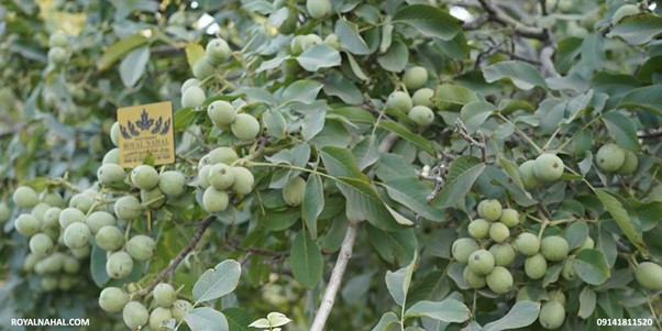 جهشی بزرگ در توسعه صنعت باغداری با نهال گردو ژنوتیپ 3