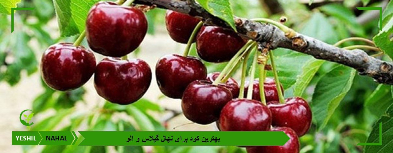 بهترین کود برای نهال گیلاس و آلو